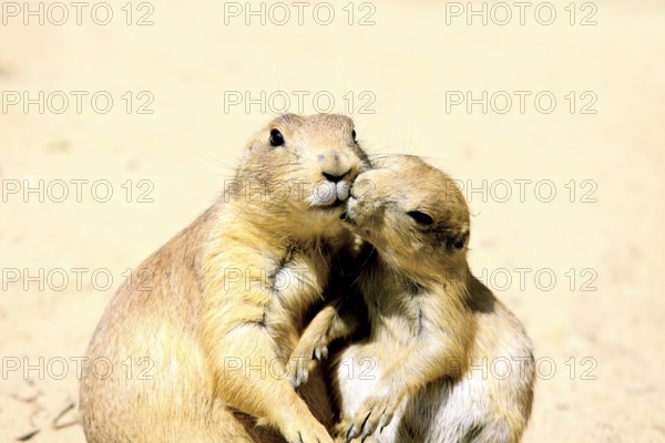 Two lovely kissing marmots close up