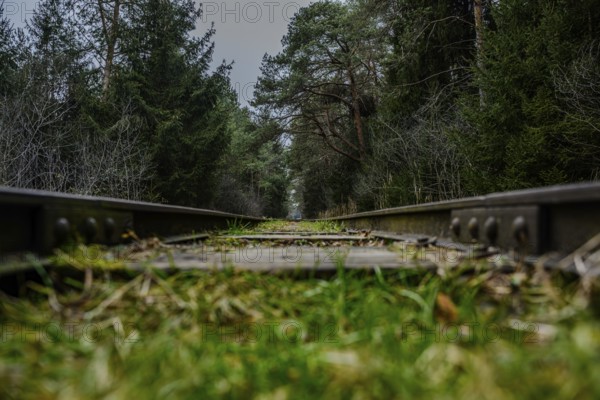 Railway tracks lead through a dense forest with green grass and tall trees, Ainring, Upper Bavaria