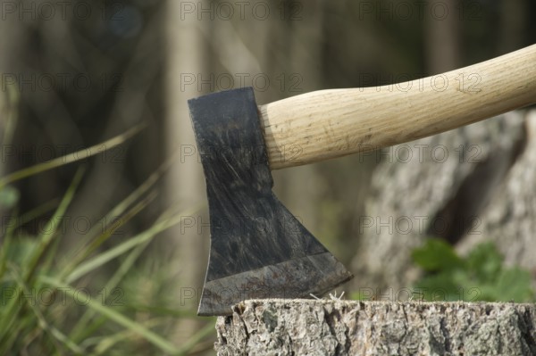 An ax or hatchet stuck in a tree stump in the background of a felled forest. Nature protection, deforestation or forest clearance