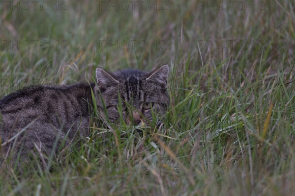 Cat in tall grass, Germany, Europe