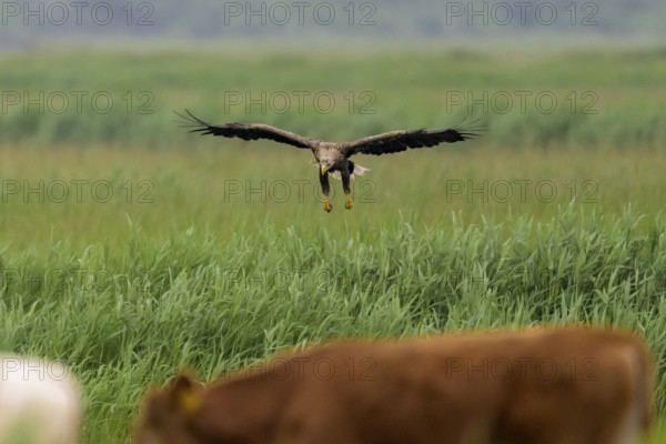A white-tailed eagle (Haliaeetus albicilla) in flight over a green field, with animals in the foreground, Katinger Watt, Tönning, Schleswig-Holstein, Germany, Europe