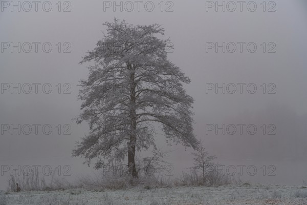 A single tree stands alone in a misty winter landscape, Borken, Münsterland, Germany, Europe