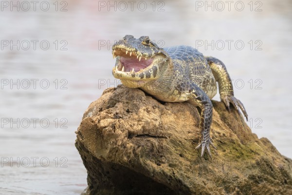 Spectacled caiman (Caiman crocodilus yacara), Crocodile (Alligatoridae), crocodile (Crocodylia), animal sunbathing on a rock in the water, Pantanal, inland, wetland, UNESCO Biosphere Reserve, World Heritage Site, wetland biotope, Mato Grosso, Brazil, South America