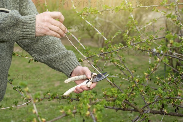 Caucasian gardener pruning plants at backyard spring time
