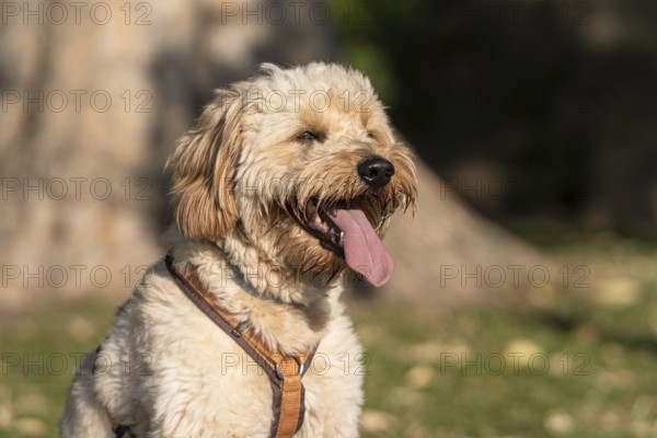 Goldendoodle (Portrait)