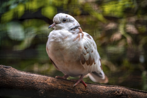 A african collared dove (Streptopelia roseogrisea) sits on a branch in the green forest. The background is pixelated, Eisenberg, Thuringia, Germany, Europe