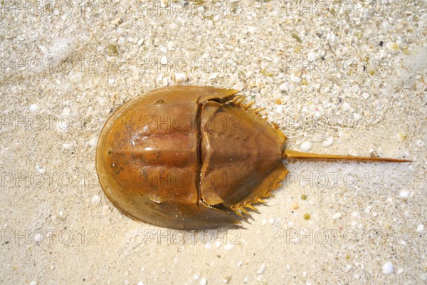 Cacerola de mar Limulus polyphemus horseshoe crab in Mexico