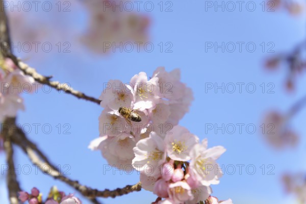 Close-up of a bee in flight pollinating cherry blossoms with blue sky in the background