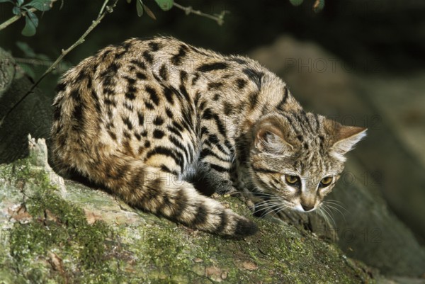 Black-footed cat (felis nigripes), adult