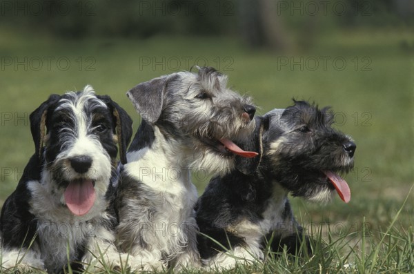 Czech terriers, Cesky terriers, pedigree dogs, terriers, pet dogs, pets, mammals, animals, Cesky Dog sitting in Graß
