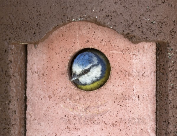 Head of a Blue Tit bird looking out of the birdhouse