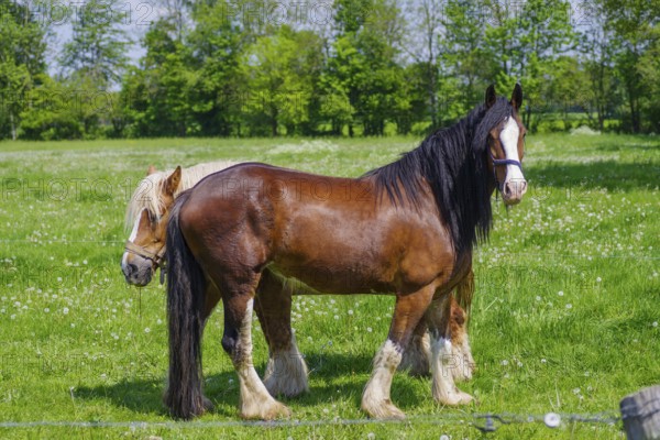 Two belgian heavy draft horses