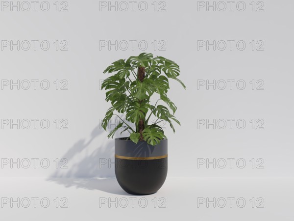 Monstera plant in a sleek black pot against a minimalist white background