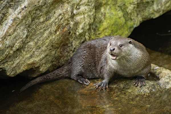 Otter with open mouth standing on rock in water looking left