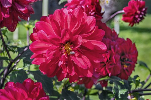 Dahlias (Apis), Allgäu, Bavaria, Germany, Europe