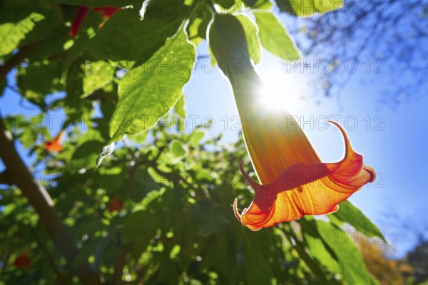 Flower Brugmansia sanguinea Angels trumpets common name