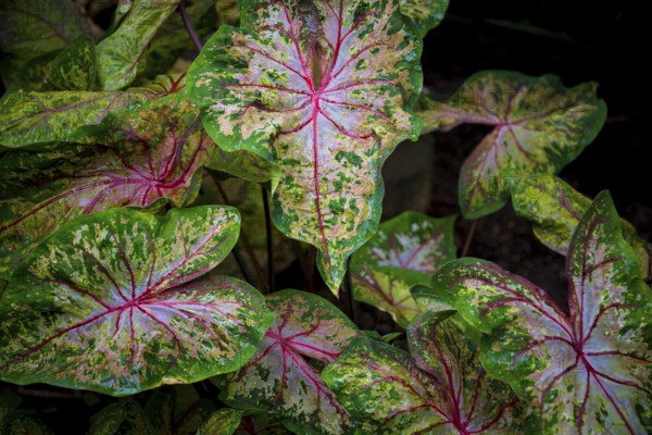 Leaves of colorful caladium, latin name caladium bicolor, also called Heart of Jesus