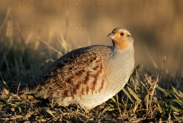 Close Up Partridge Evening Light Saskatchewan Canada