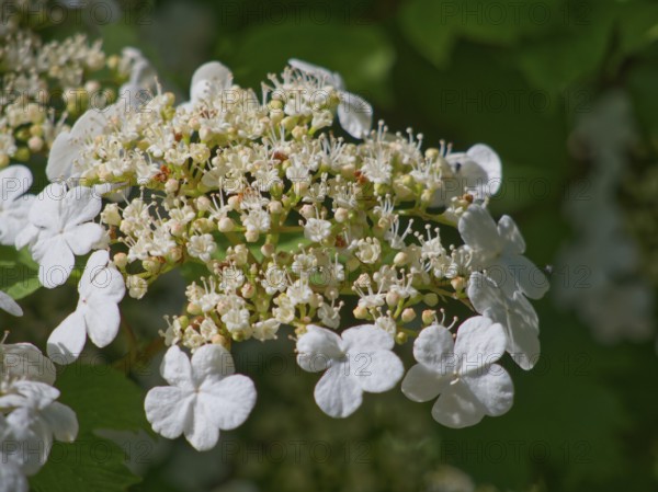 Guelder rose (Viburnum opulus), close-up