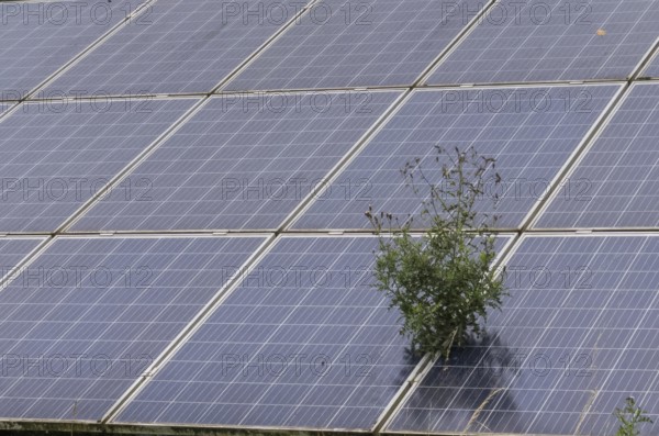 Small plant growing through solar panels in a field, highlighting the need for sustainable energy solutions that coexist with nature