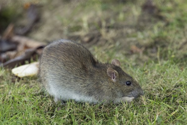 Norway rat sitting in green grass looking right