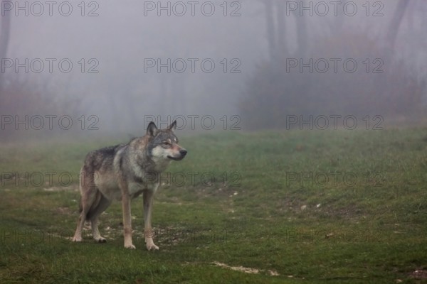 Wolf standing in a field in autumn