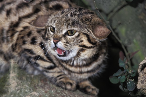 Black-footed Cat (felis nigripes), Snarling