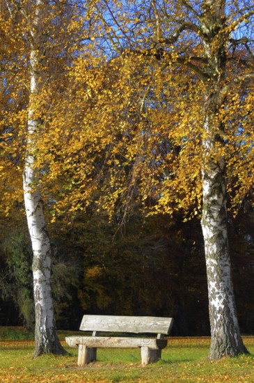 Birch tree in autumn colour, wooden bench