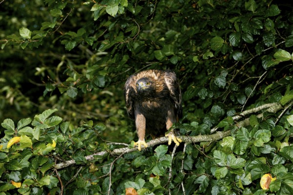 Golden Eagle (aquila chrysaetos), Adult standing on Branch