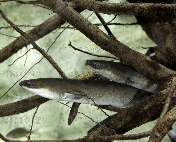 Common Eel or European Eel (anguilla anguilla)