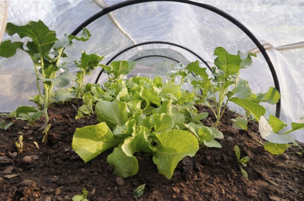Cold frame with lettuce, cold frame, foil tunnel