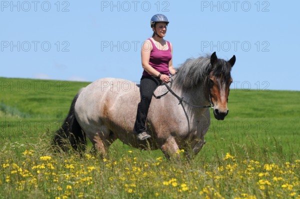 Rider and Rhenish-German cold-blood, cold-blood horse, without saddle, riding helmet