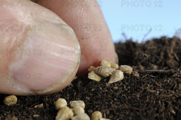 Sowing spinach (Spinacia oleracea), sowing