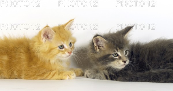 Blue Blotched Tabby, and Cream Blotched Tabby Maine Coon, Domestic Cat, Kittens against White Background, Normandy in France