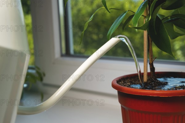 A gardener who is not visible is watering a houseplant in a pot on a windowsill in a house, close-up. Hobbies, home gardening, houseplants