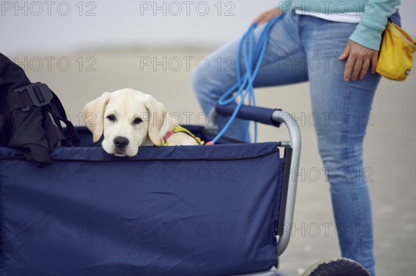 Adorable little blond puppy sittinging a stroller looking ove the edge at the camera while outdoors on a walk