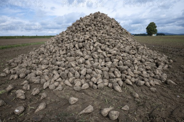 A pile of sugar beet (Beta Vulgaris) lies in the field after harvesting ready for transport to the sugar factory in Plattling, Lower Bavaria, Germany, Europe