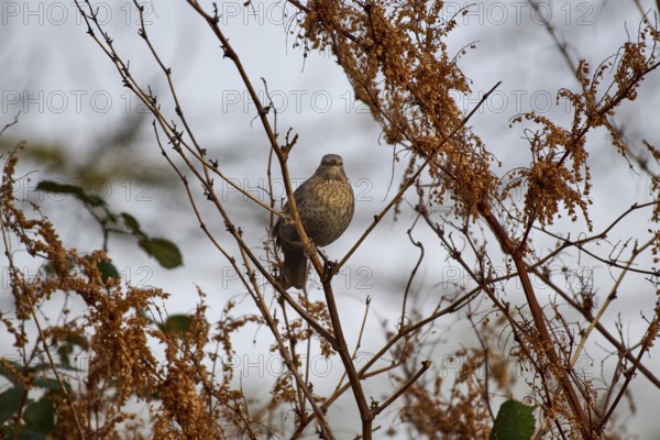 Blackbird (Turdus merula) surrounded by dry branches in winter landscape, Wismar-Kluß pond area, Wismar, Mecklenburg-Western Pomerania, Germany, Europe