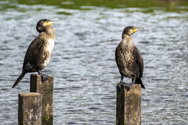 2 comorants on 2 wooden poles in the sea