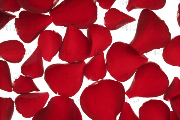 Red rose petals texture background, transparent flowers