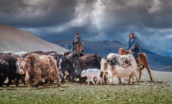 Nomads passing them yaks to the pasture. Gobi-Altai province, Mongolia, Asia