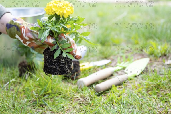 Yellow and orange marigold seedlings with roots are prepared for planting in the open ground in spring. Unpretentious garden flowers in the hands of a gardener, flower bed and yard care