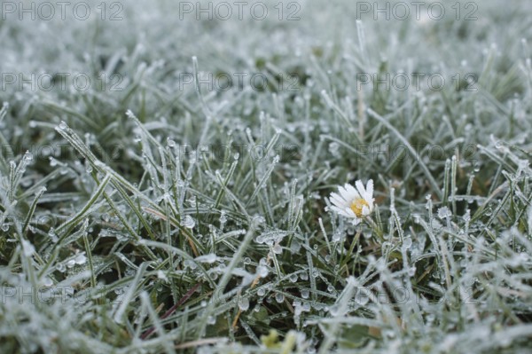 Symbolic photo for the onset of winter, grass with frost, North Rhine-Westphalia, Germany, Europe