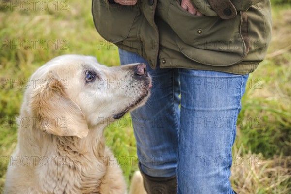 Detail eines älteren Golden Retrievers, der um ein Leckerli bettelt