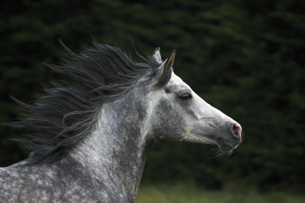 Arabian Horse, Adult with Mane in the Wind