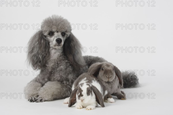 Small poodle, silver, and Rex dwarf ram, lilac-white and lilac, 14 weeks, Rex dwarf ram, ram rabbits, dwarf ram rabbits, domestic rabbits