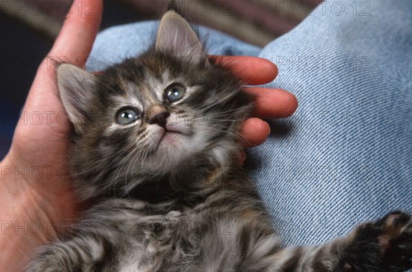 Norwegian Forest Cat, kitten, 6 weeks, lying on lap, Norwegian Forest Cat, kitten, 6 weeks, mackerel