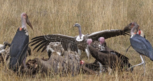 African White Backed Vulture (gyps africanus), Ruppell's Vulture, gyps rueppelli, Lappet Faced Vulture, torgos tracheliotus, Marabou Stork, leptoptilos crumeniferus, Group eating on Carcass, Masai Mara Park in Kenya