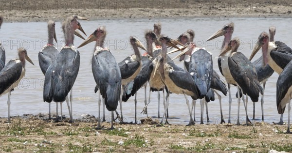 Marabou Stork (leptoptilos crumeniferus), Group near Water, Nairobi Park in Kenya