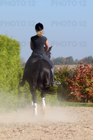Rider and Westfalian warmblood, black horse, dressage training, Westfalian warmblood, German warmblood, Westfalian, curb, outdoor riding arena, dressage, dressage riding, riding helmet, dust